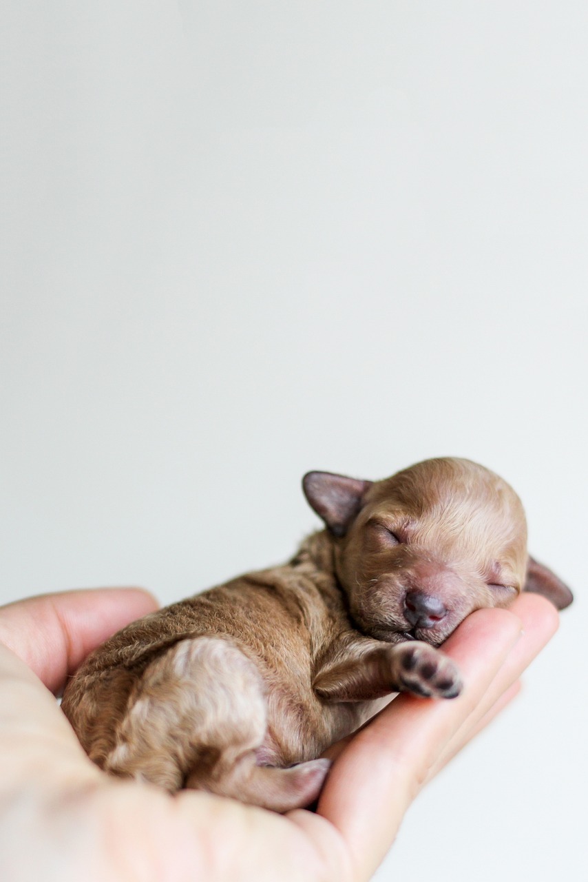 puppy, canine, animal, pet, hand, palm, dog, sleeping